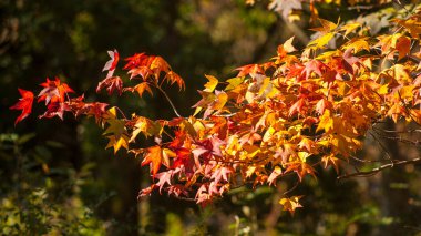 renkli akçaağaç yaprakları, doğal sonbahar arka plan, renk fırsatlarının