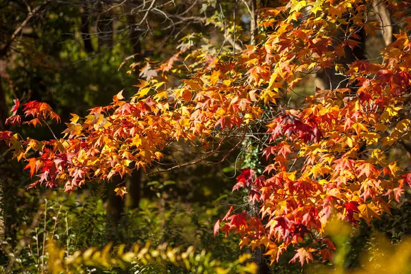 Folhas de bordo coloridas, fundo natural outono, processe cor — Fotografia de Stock