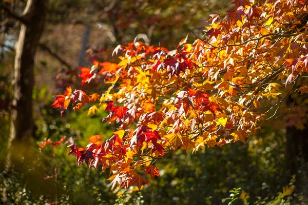 Bunte Ahornblätter, natürlicher Herbsthintergrund, Farbprozesse — Stockfoto