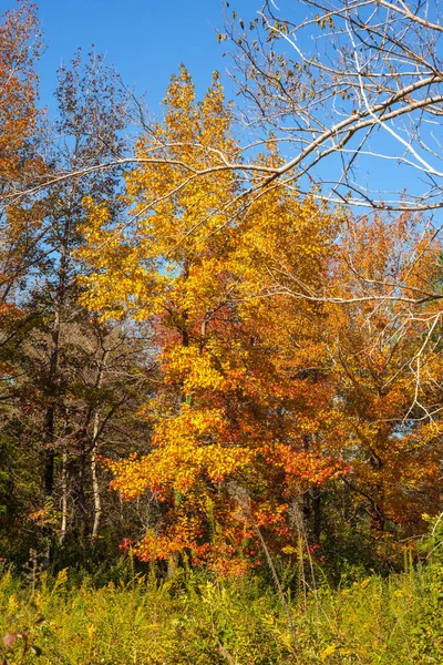 Beautiful mable trees in colorful autumn time — Stock Photo, Image