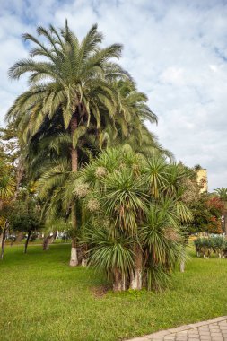 avuç Batum, Gürcistan'daki bahçe içi