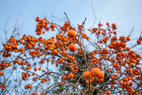 Cachi maturi su un albero in inverno — Foto Stock