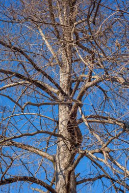 Bataklık servi mavi gökyüzü dallarda