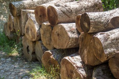Yaz orman ahşap günlükleri. Doğa
