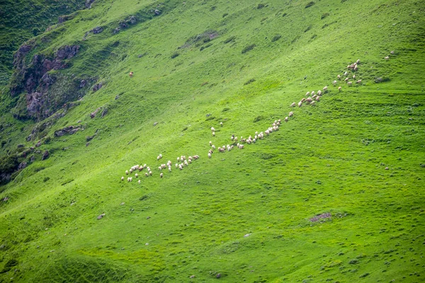 Troupeau de moutons sur le versant de la montagne, Géogria — Photo
