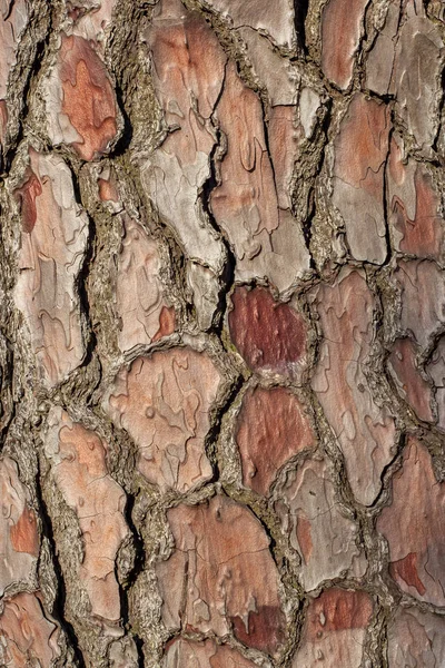松树树皮纹理背景 — 图库照片