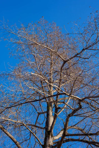 Rami di cipresso palude su cielo blu — Foto Stock
