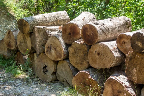 Yaz orman ahşap günlükleri. Doğa
