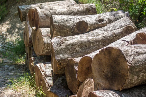 Yaz orman ahşap günlükleri. Doğa