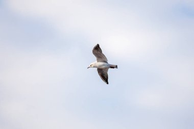 Güzel martı mavi gökyüzünde süzülüyor.