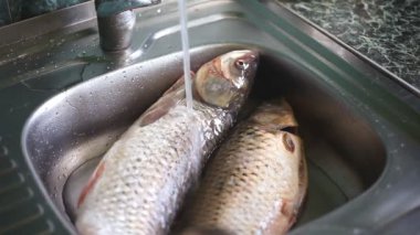 Su dökerek iki çipura balıkları mutfak lavaboda - Pazar yemek pişirmeden önce yıkama