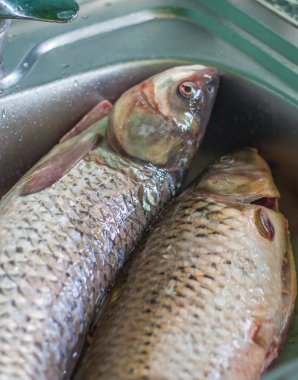 taze balık yemek, yıkama balık hazır