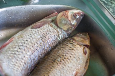 taze balık yemek, yıkama balık hazır
