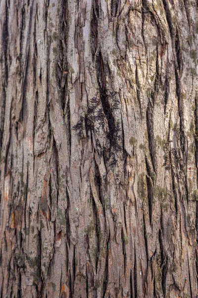 Patrón de fondo de textura de árbol de madera vieja —  Fotos de Stock