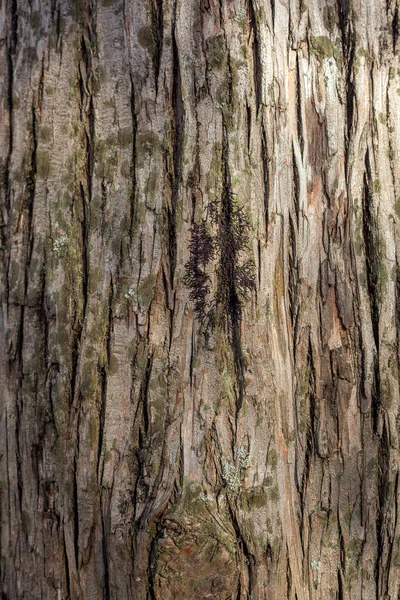 Vzorek textury stromu starého dřeva — Stock fotografie