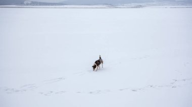Köpek gölde bir donmuş Bazaleti, Dusheti, Gürcistan