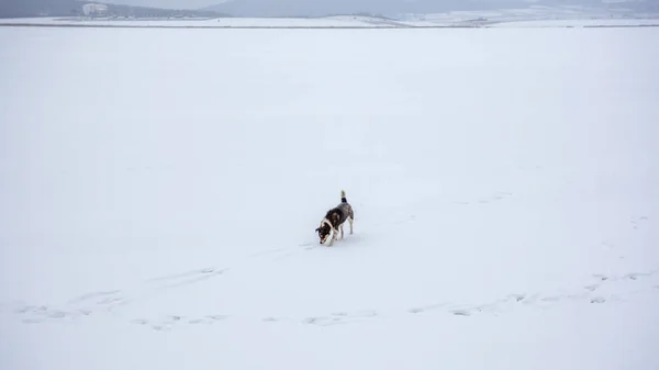 Perro en un lago congelado de Bazaleti, Dusheti, Georgia — Foto de Stock