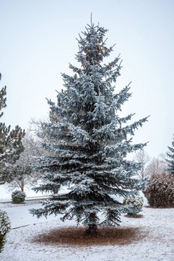 Köknar ağacı üzerinde bir karlı manzara, kış