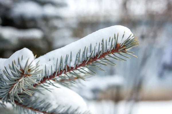 Ramas de pino cubiertas de nieve de cerca — Foto de Stock