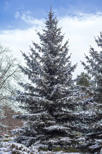 silver fires covered with snow against the sky