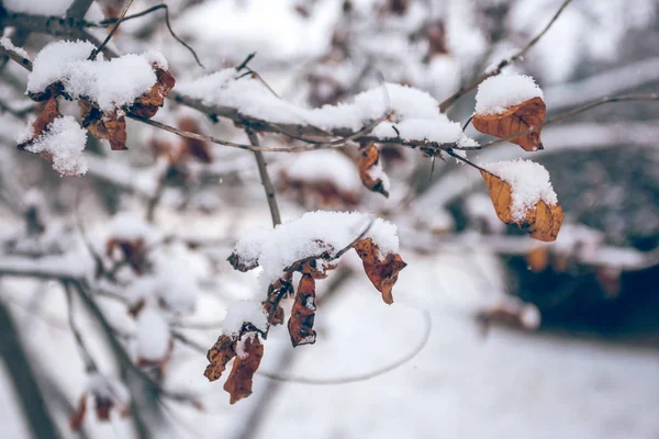 Сухие листья на ветке зимнего дерева, природа — стоковое фото