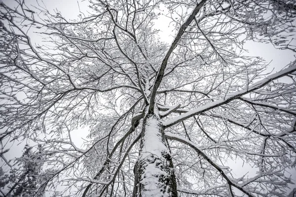 Swamp cypress snowy branches on sky — Stock Photo, Image