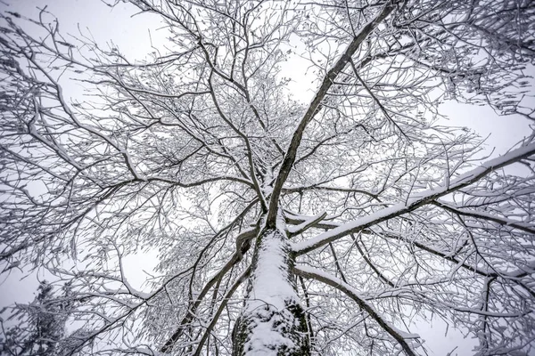 Swamp cypress snowy branches on sky — Stock Photo, Image