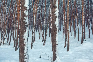 Ladin ve çam ağaçları içinde kar