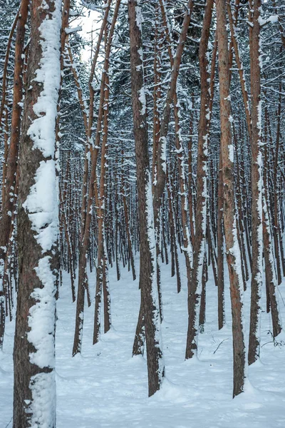 Снег над деревьями и соснами — стоковое фото