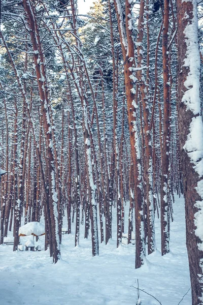 Снег над деревьями и соснами — стоковое фото