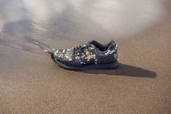 Wet trainer with seashells on the sandy beach — Stock Photo, Image