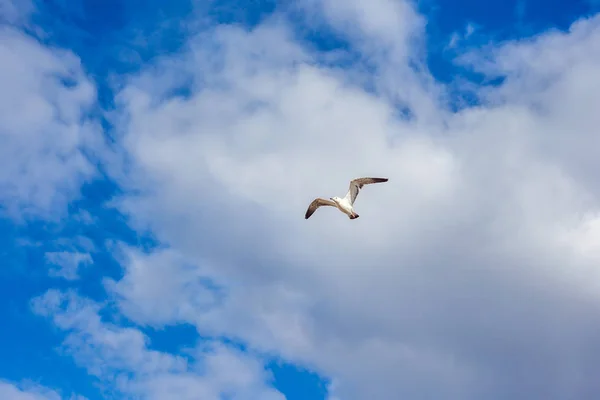 Rebanho de gaivotas em voo, natureza — Fotografia de Stock