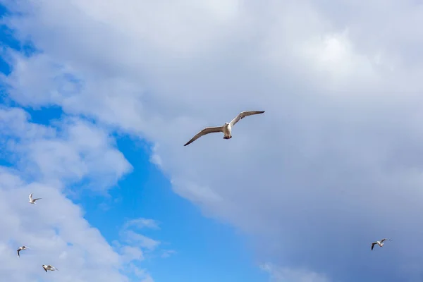 Rebanho de gaivotas em voo, natureza — Fotografia de Stock