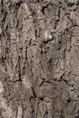 Buruşuk eski söğüt ağacı kabuğu, söğüt kabuğu doku
