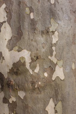 Çınar ağacı kabuğu, çınar ağacı kabuğu doku arka plan