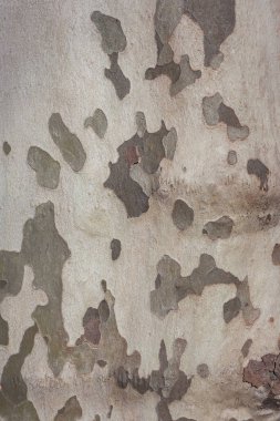 Çınar ağacı kabuğu, çınar ağacı kabuğu doku arka plan