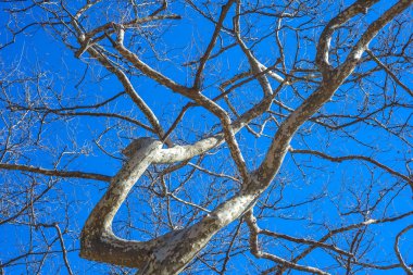 Mavi gökyüzü karşı uçak dalları