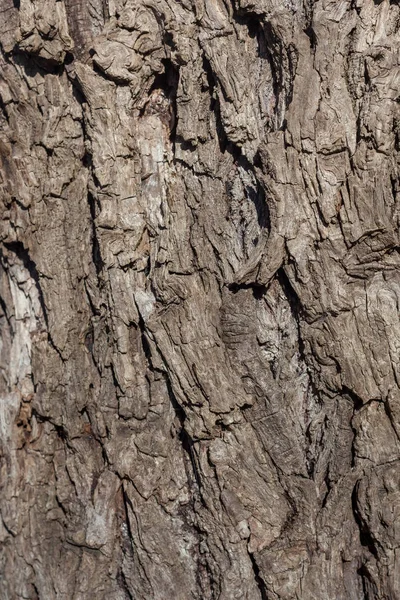 Wrinkled old willow tree bark, willow bark texture