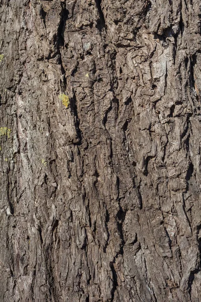 Vrásčitá staré vrby stromová kůra, Vrba kůra textury — Stock fotografie