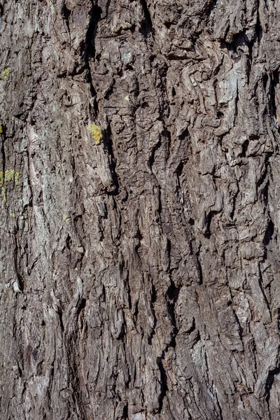 Vieille écorce de saule ridée, texture d'écorce de saule — Photo