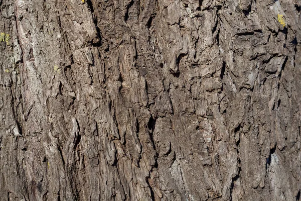 Casca de salgueiro velha enrugada, textura de casca de salgueiro — Fotografia de Stock