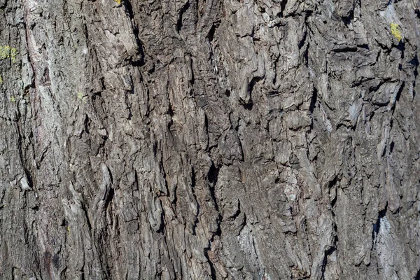 Vieille écorce de saule ridée, texture d'écorce de saule — Photo