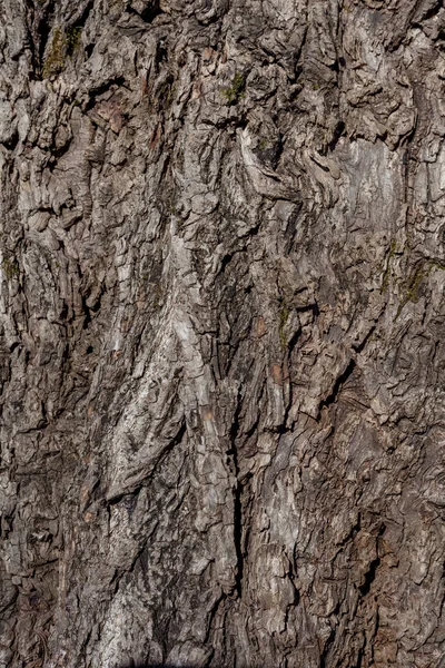 Casca de salgueiro velha enrugada, textura de casca de salgueiro — Fotografia de Stock