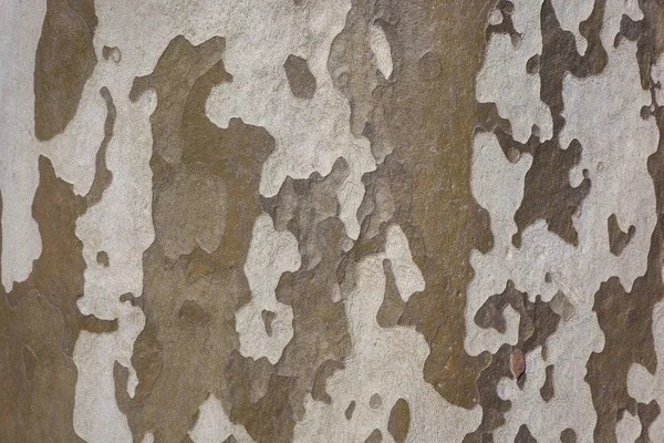Фон коры плоского дерева, структура коры плоского дерева — стоковое фото