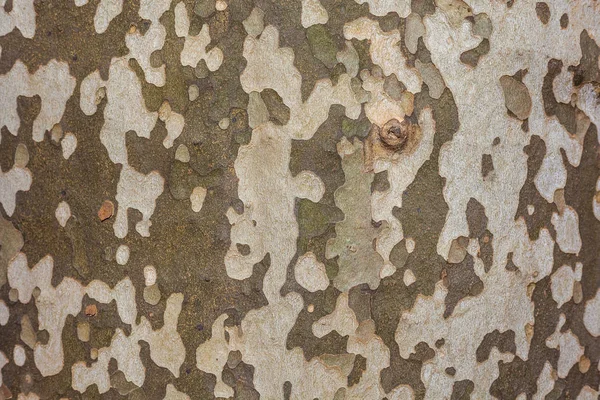Contexto da casca da árvore plana, textura da casca da árvore plana — Fotografia de Stock