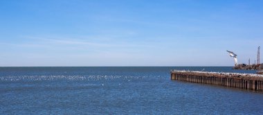 uçan ve su ve kayalar o oturan birçok martılar