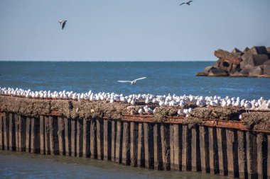 uçan ve su ve kayalar o oturan birçok martılar