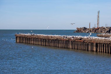 uçan ve su ve kayalar o oturan birçok martılar