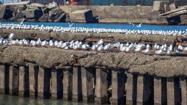 uçan ve su ve kayalar o oturan birçok martılar
