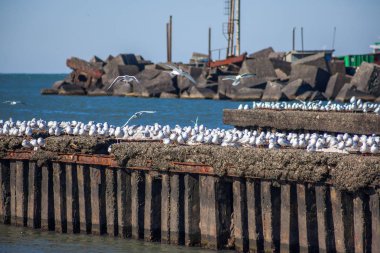 uçan ve su ve kayalar o oturan birçok martılar